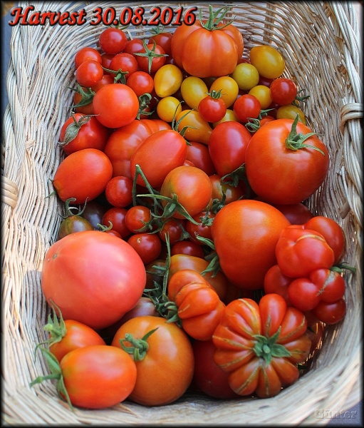 [Bild: tomatenernte30082016zgssv.jpg]