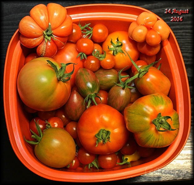[Bild: tomatenernte__1408201ryjn6.jpg]