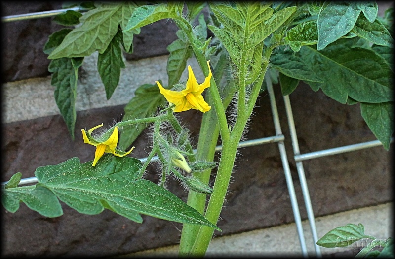 [Bild: tomatenpdyfw.jpg]