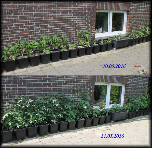 [Bild: tomatenwand-31.05.201z8su4.jpg]