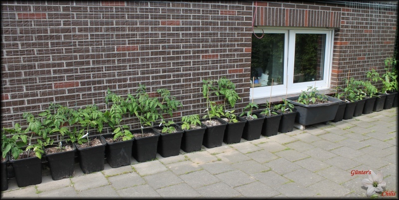 [Bild: tomatenwandtbsbg.jpg]