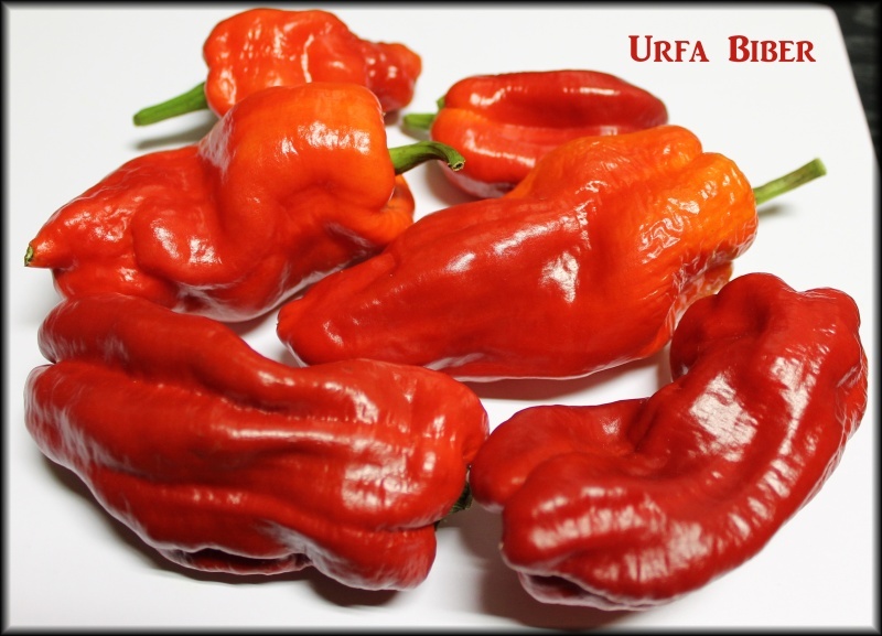 [Bild: urfabibero4u3m.jpg]