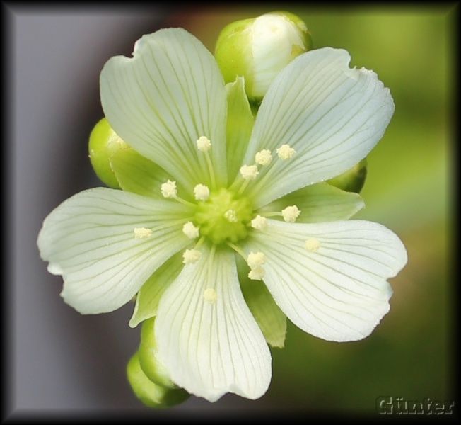 [Bild: venusfliegenfallebgsmp.jpg]